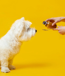 Animal Medicines & Health Care