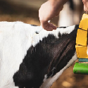 Artificial Insemination Sheaths
