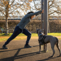 Dog Training Services