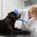Ivermectin Injection