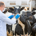 Oxytetracycline Vet Injection