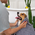 Veterinary Dental Equipment