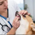 Rabies Vaccine