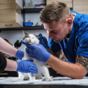 Veterinary Instruments